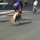 Illustration for article titled Tiny Horse Briefly Becomes Pro Cyclist